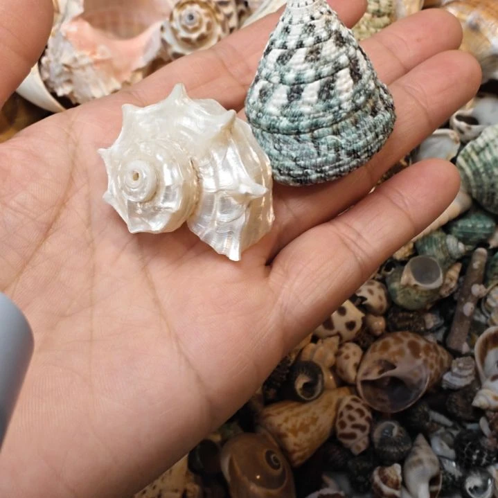 石材天然海螺贝壳寄居蟹替换壳