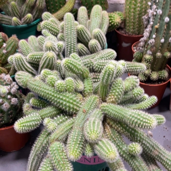 群生白檀吕根岛火焰一杯