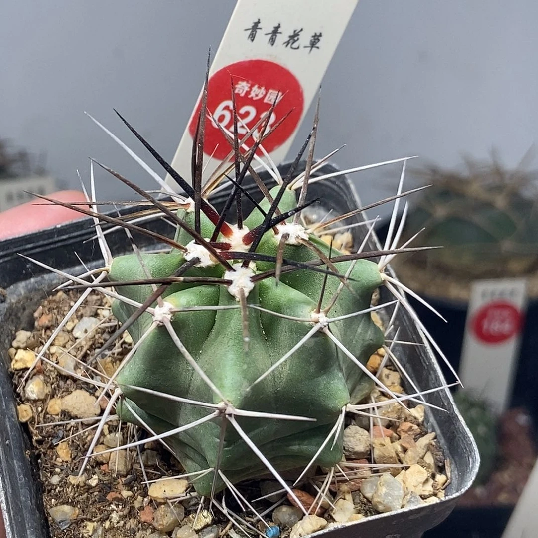 实生狂刺华山虾一棵仙人球