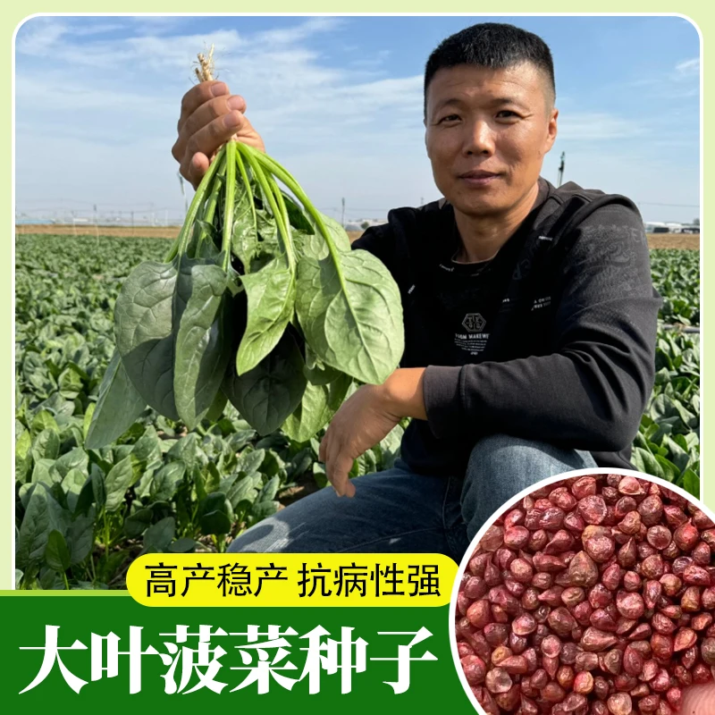 红根大叶菠菜种子四季蔬菜冬季籽种冬天种籽耐寒耐热盆栽波菜孑菜