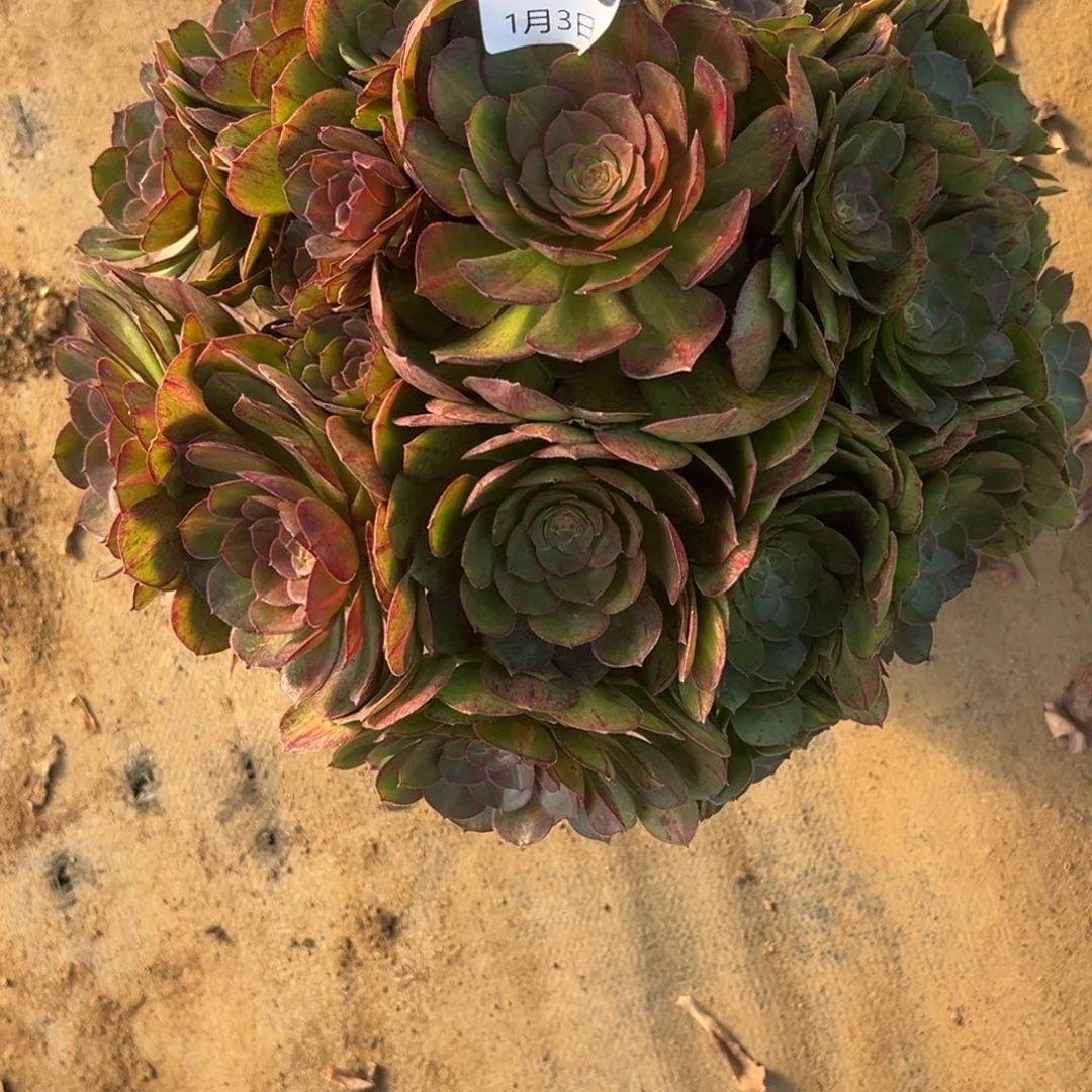 1.3-36万圣节多肉植物