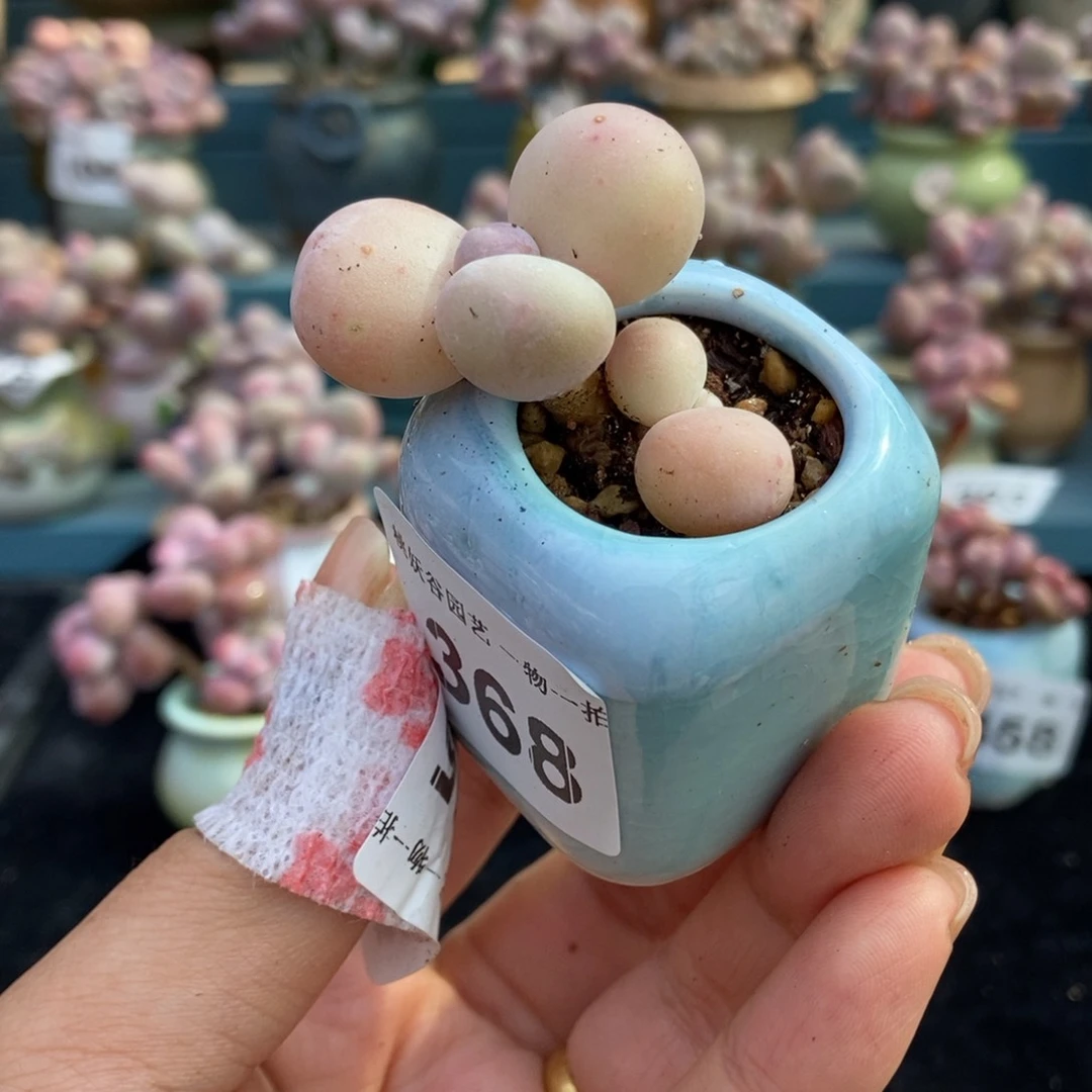 368水光针奶酪带盆土