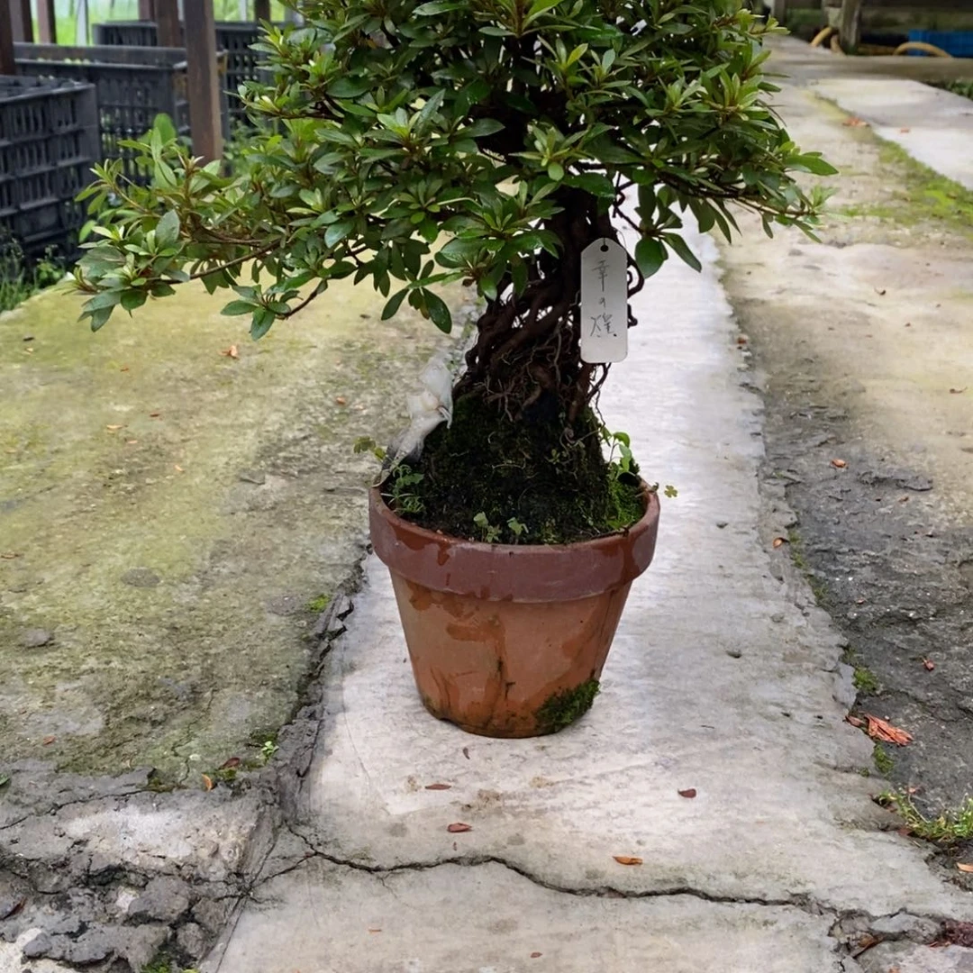 无花朵刘**圈提根杜鹃