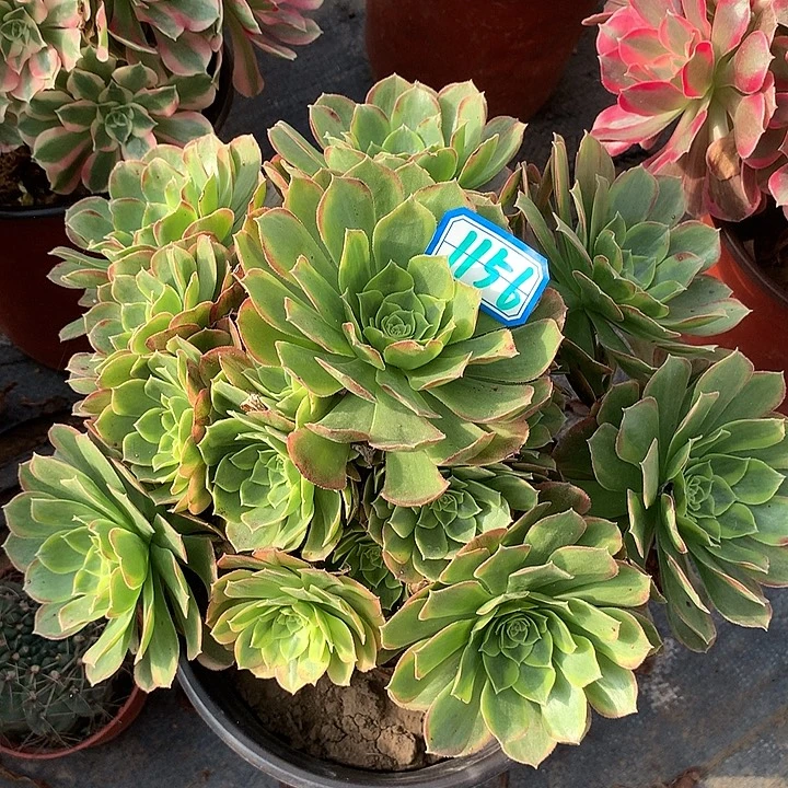 多肉植物奶白1156