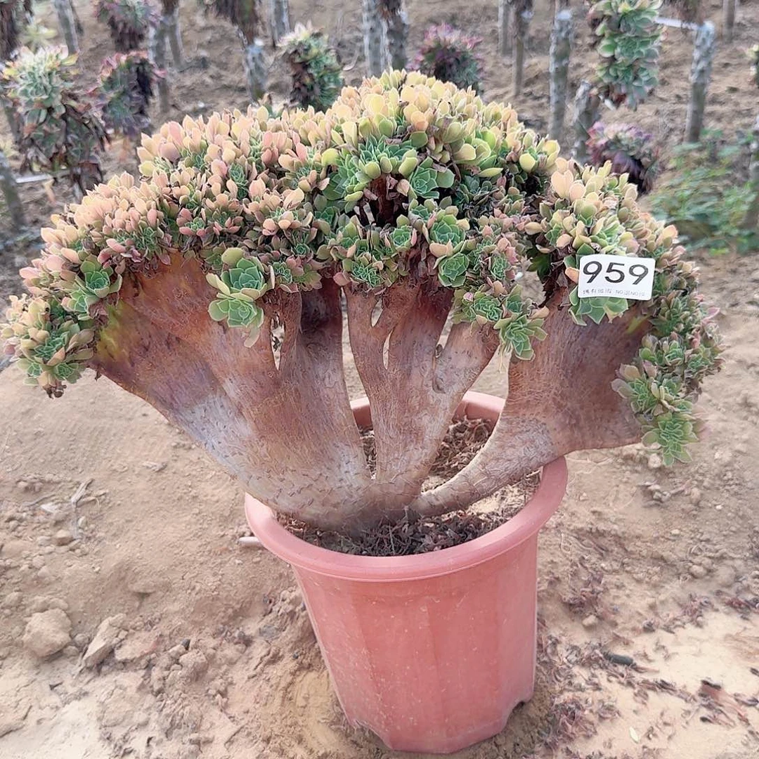 959火玫瑰朵朵一颗呀呀