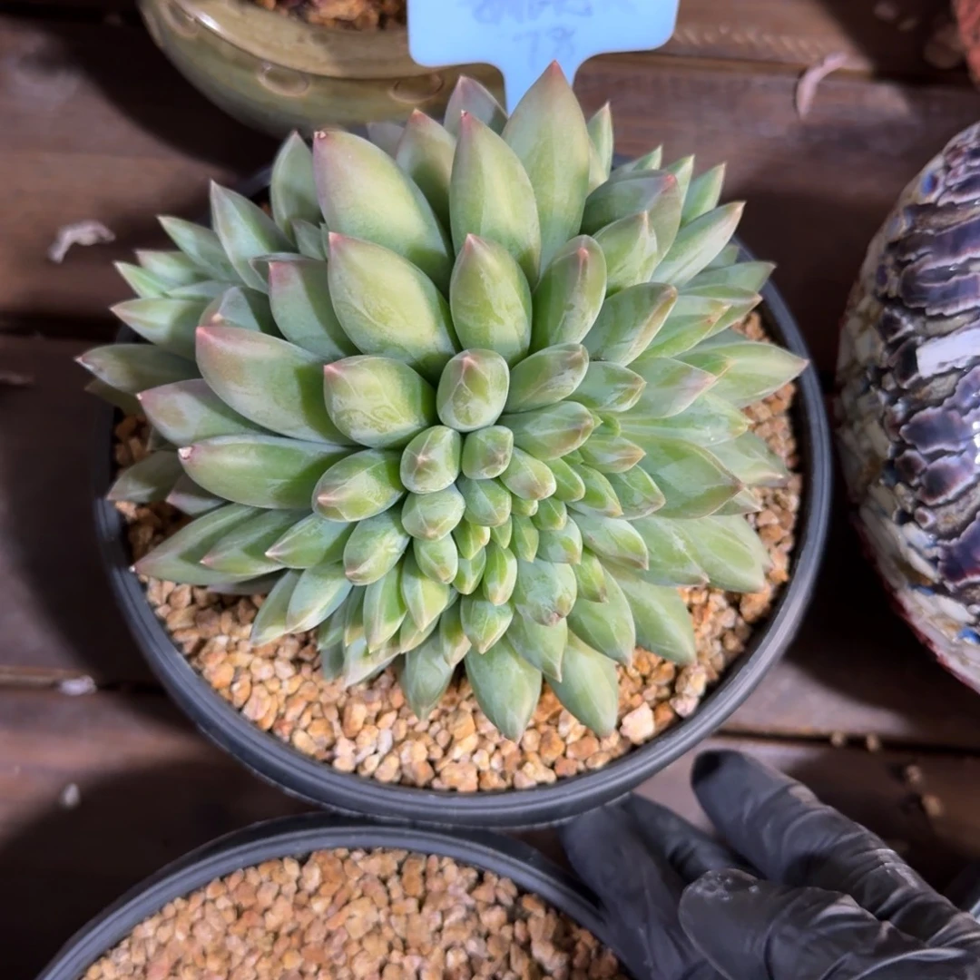 重楼缀1111111111111111111