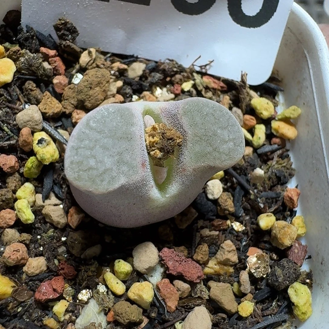 266 多肉植物多肉植物