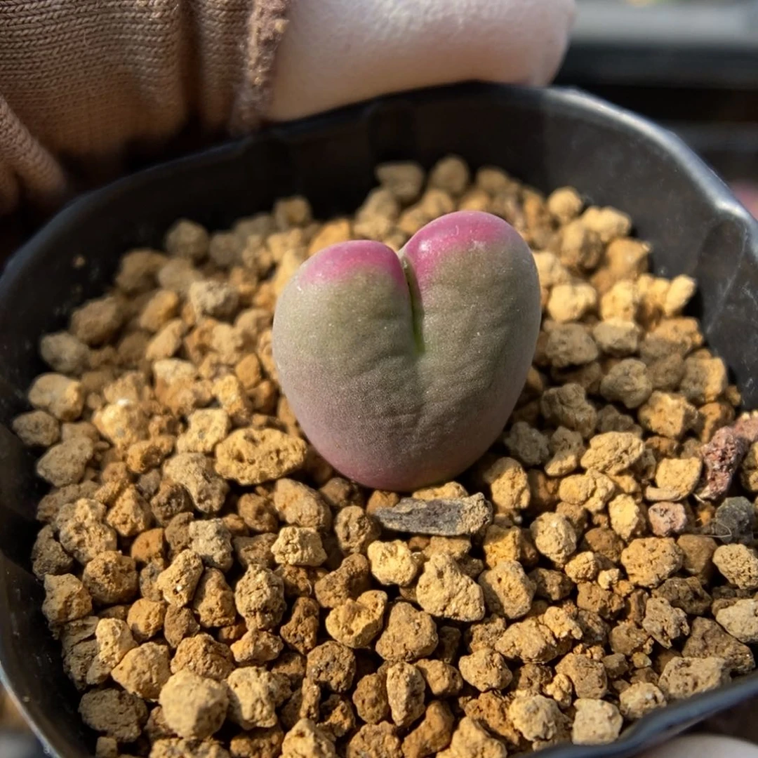 多肉植物肉锥杂交K-083