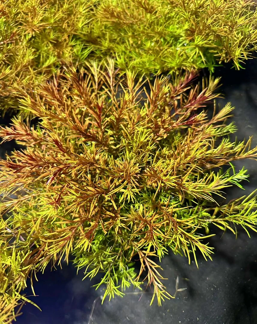 【十字牛顿】四季水草大坨鱼缸鱼池造景中后景新手好养水草