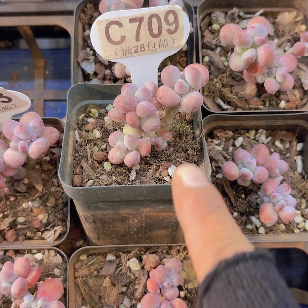 C709苹果奶一物一拍