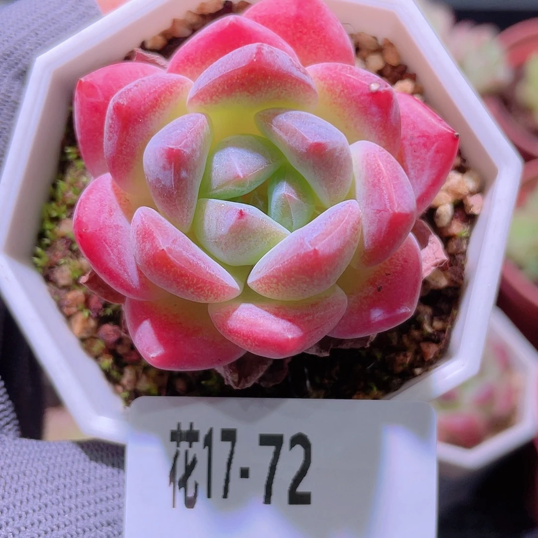 花利美17-72刚毅