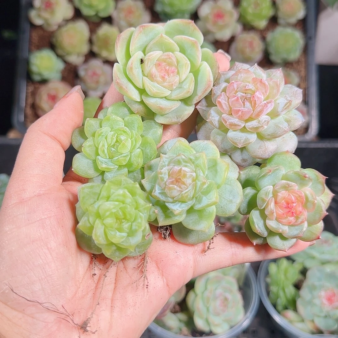 1013–-210一物一拍