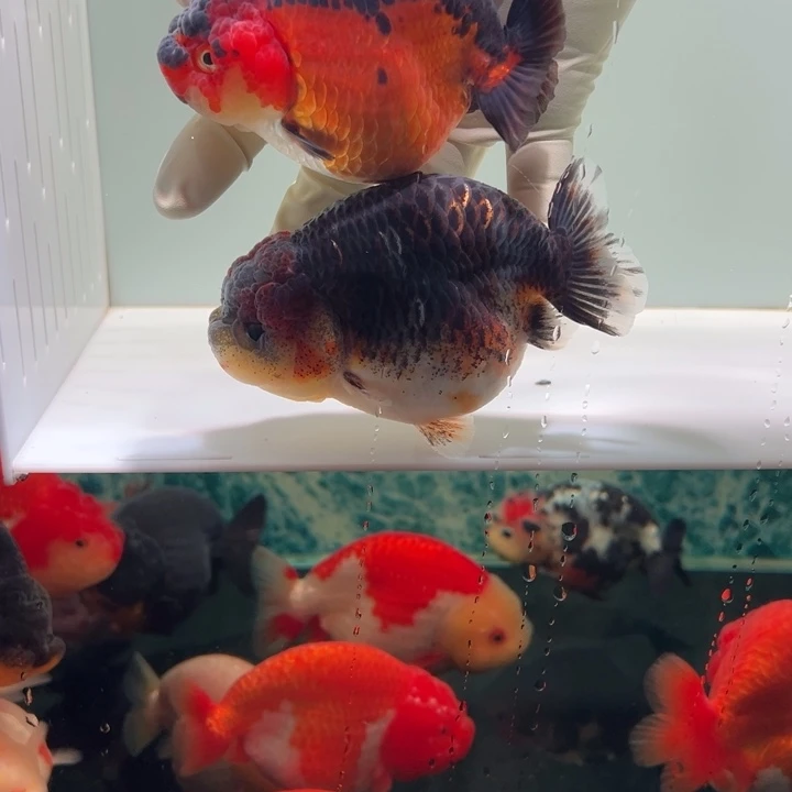 金鱼两条兰寿金鱼