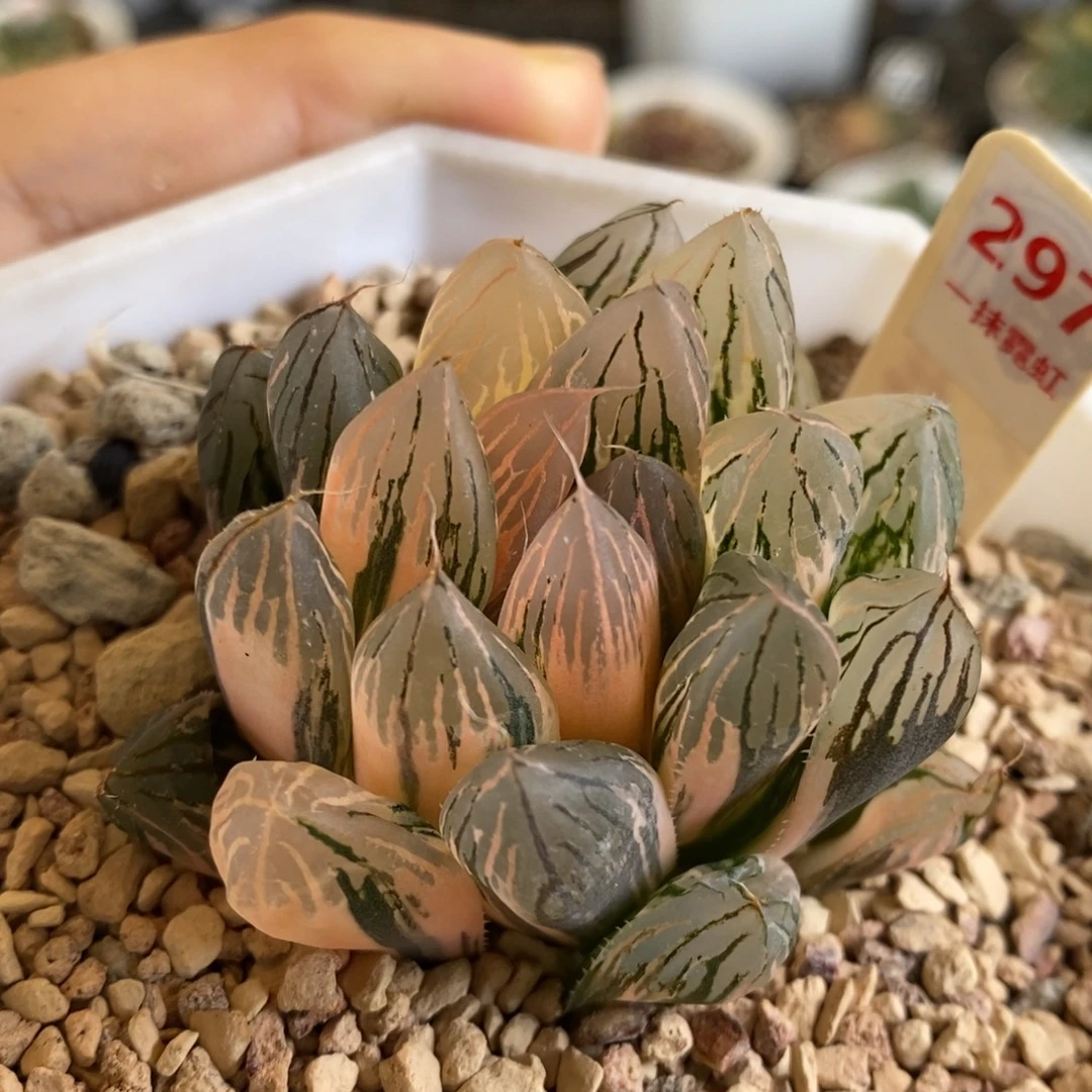 297号胭脂玉露锦带盆发货