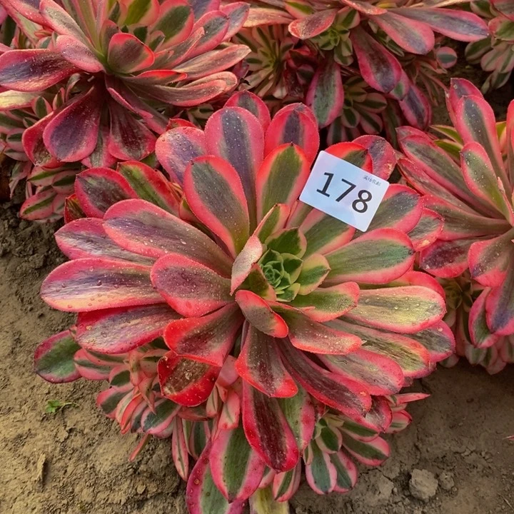 178美杜莎手捧多肉