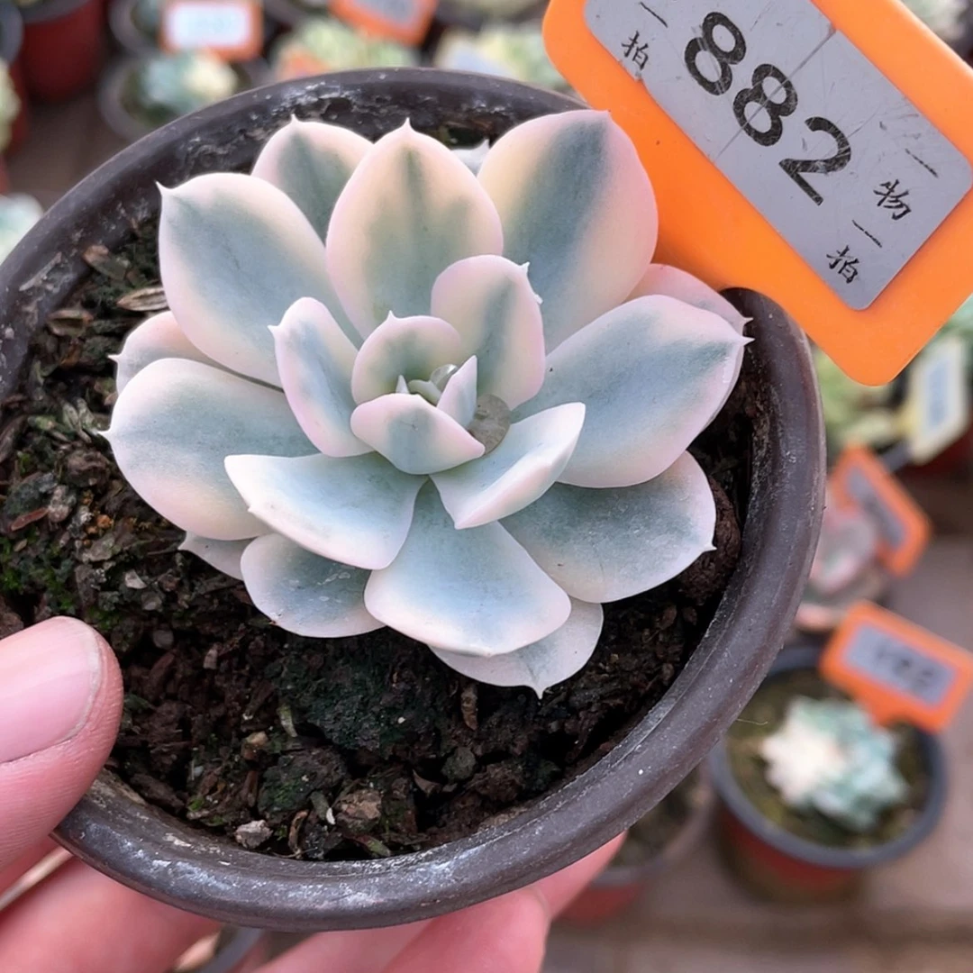 【闪购商品】无花朵882