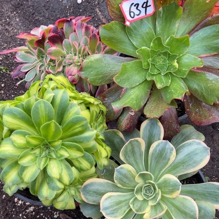 多肉植物634不售后