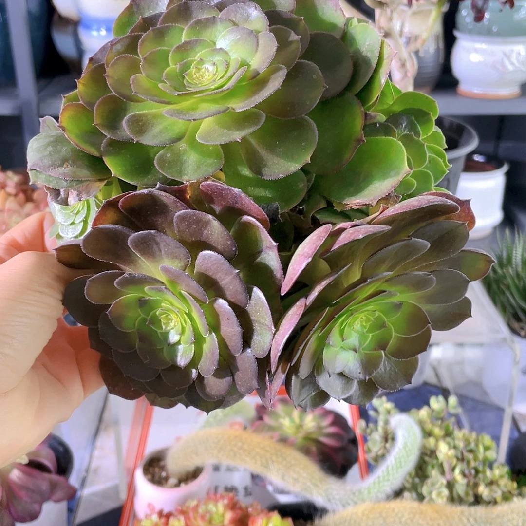 多肉万圣节一个装