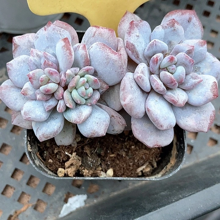 多肉去芙蓉石化2066