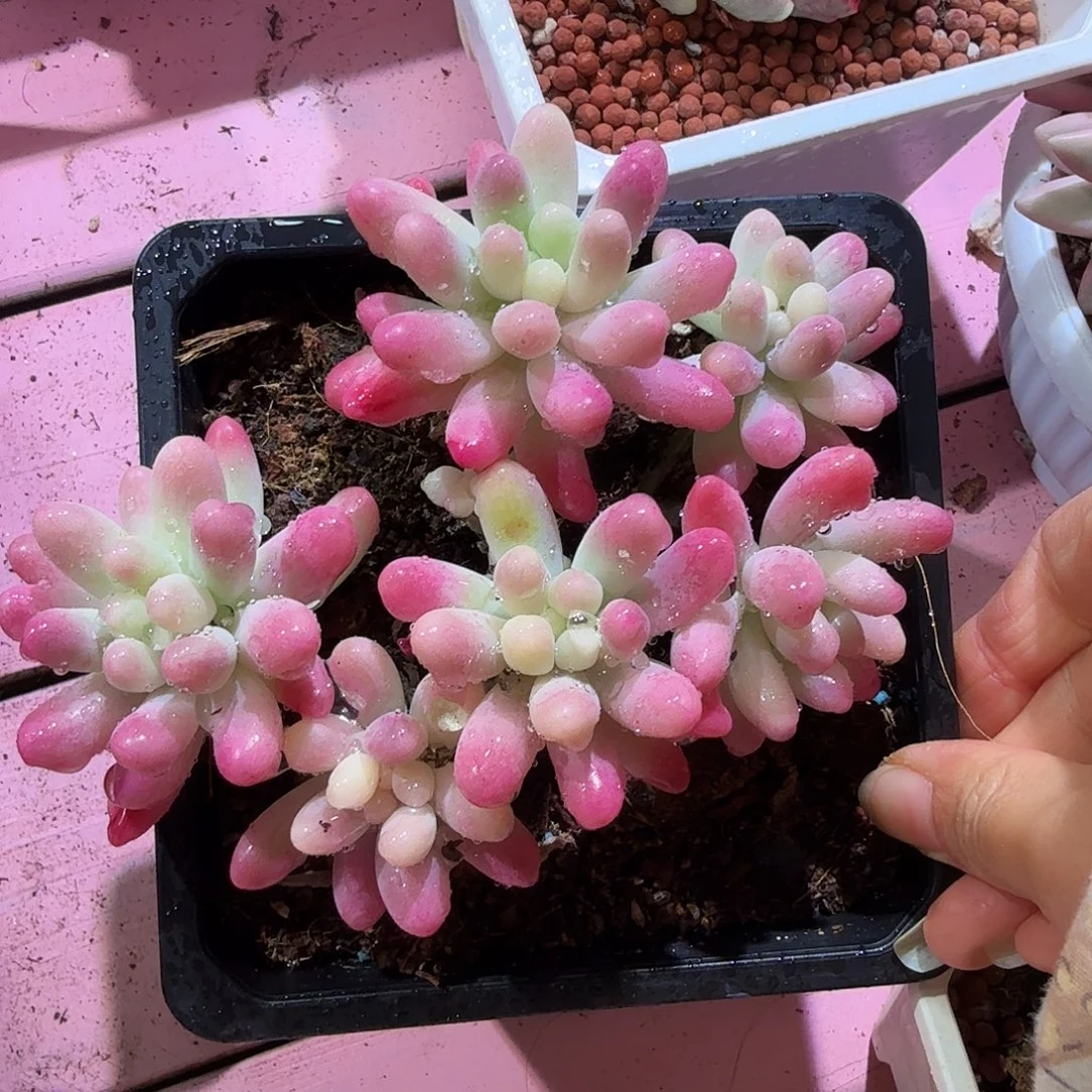 果冻乙女心，多肉植物