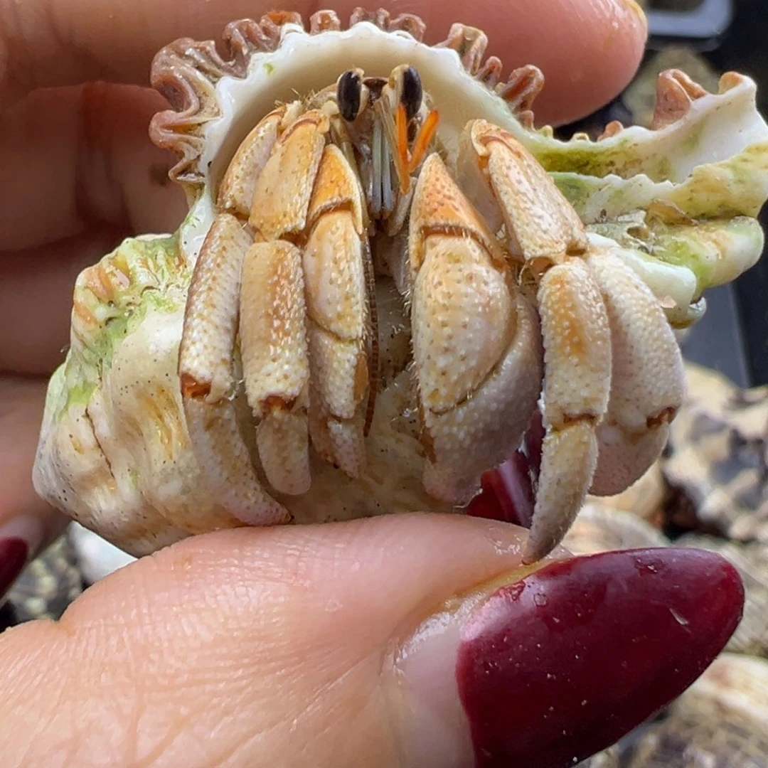 福利7烟花不里不拉金肩膀微磨