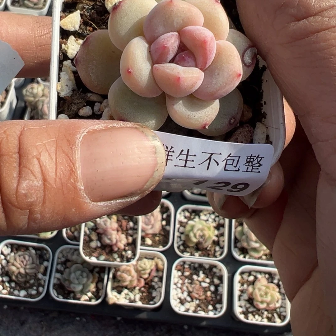 小卡拉米糖心一物一拍8-129