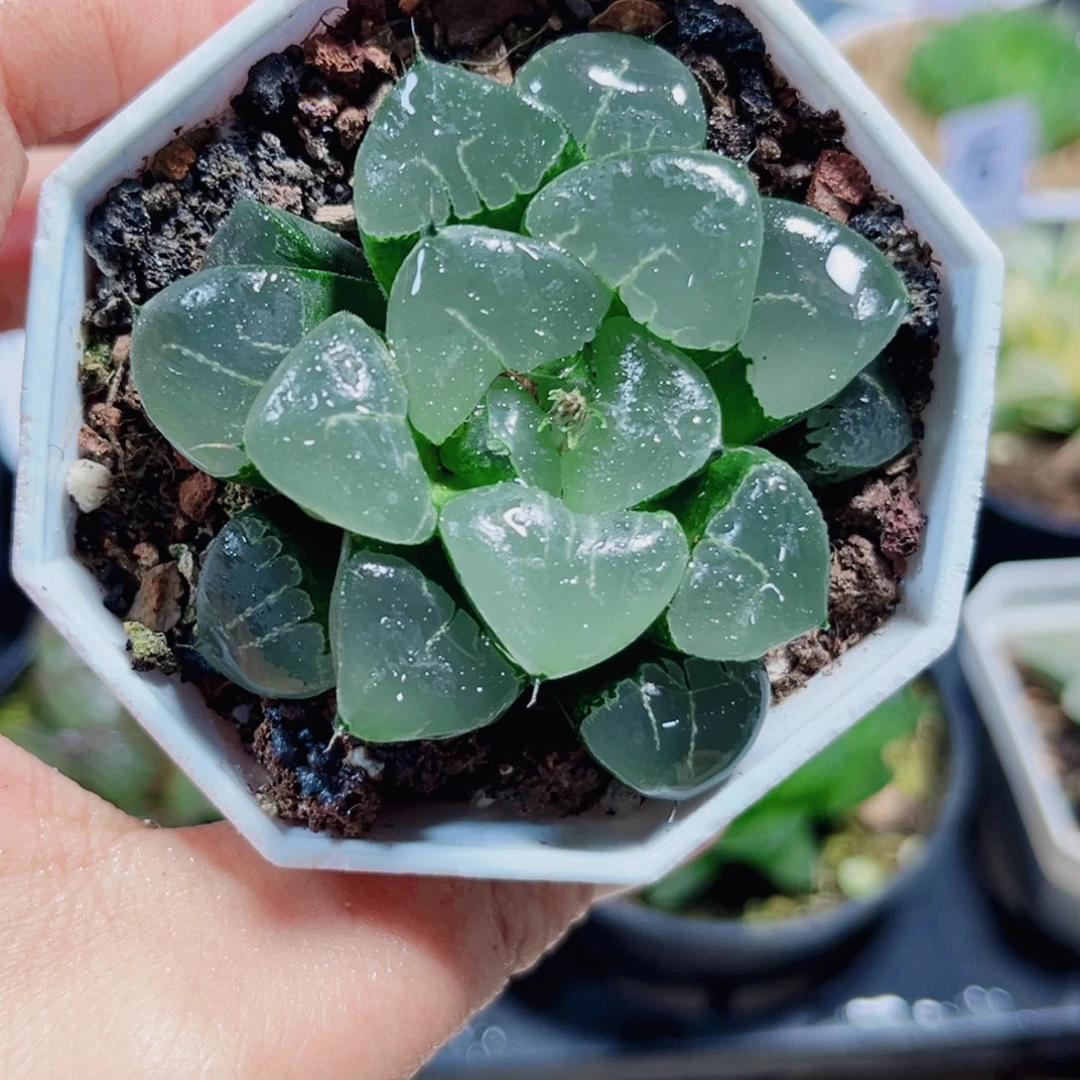 姬翠寿的植物66666