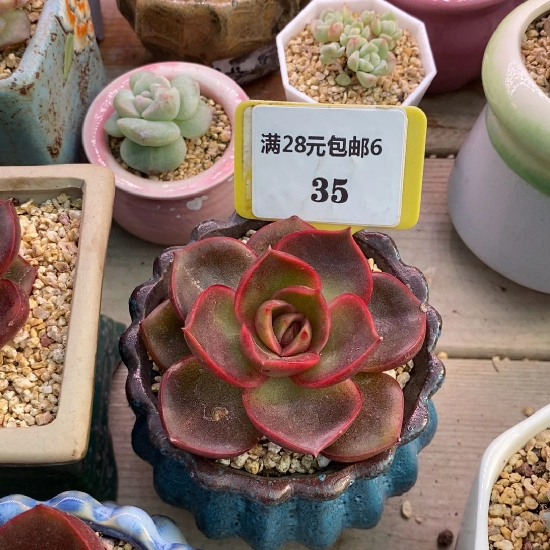 635红灯单头福利…………