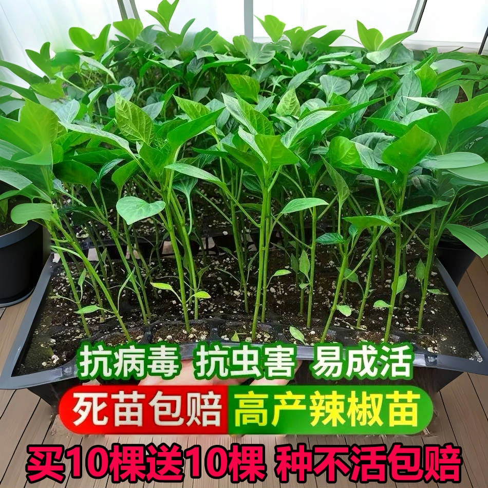 高产薄皮青椒苗带土秧苗不辣辣椒苗薄皮椒四季阳台盆栽菜园蔬菜苗