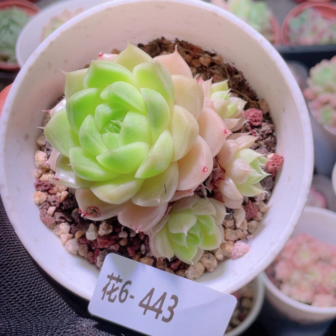 花利美6-443麦秆