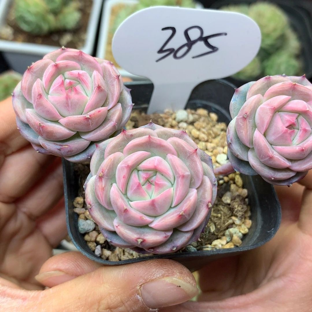 白芷珍妮3头群385