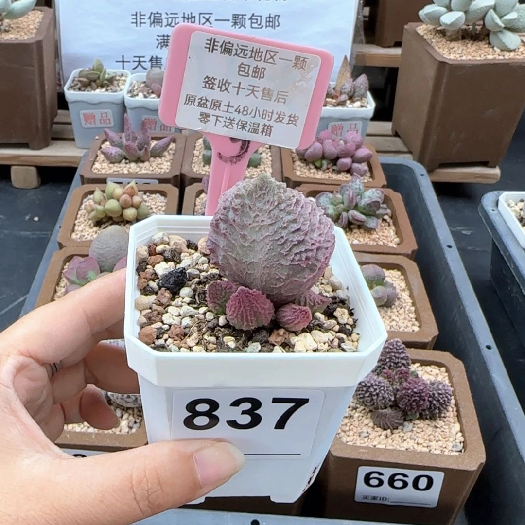 837巨猪宝多肉植物