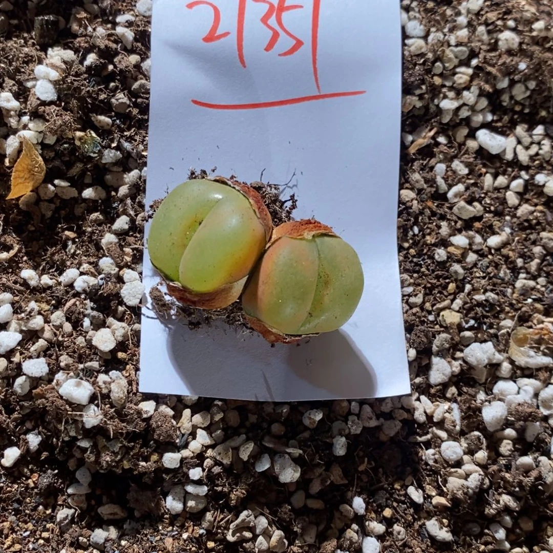 戏***人27351。    双头。