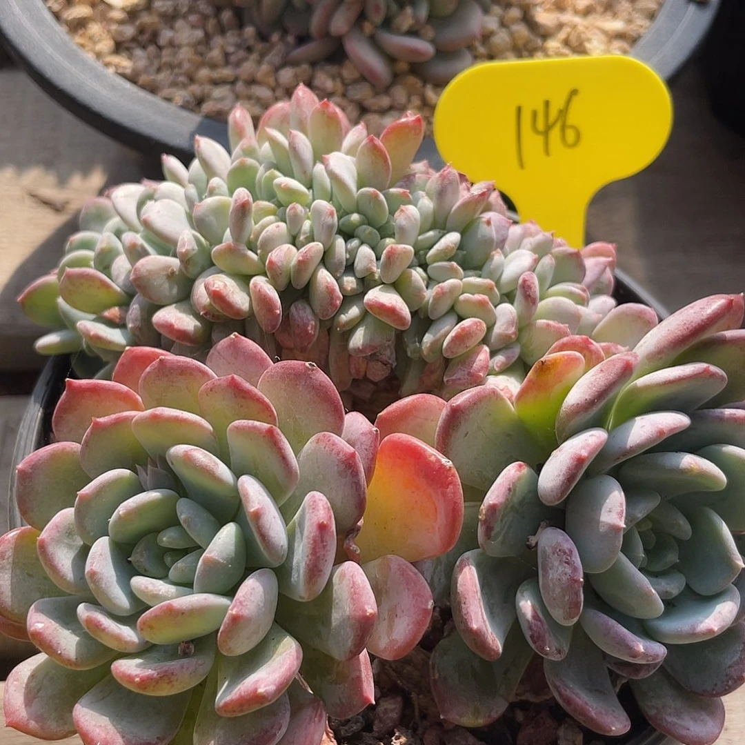 红玛瑙缀化多肉植物146