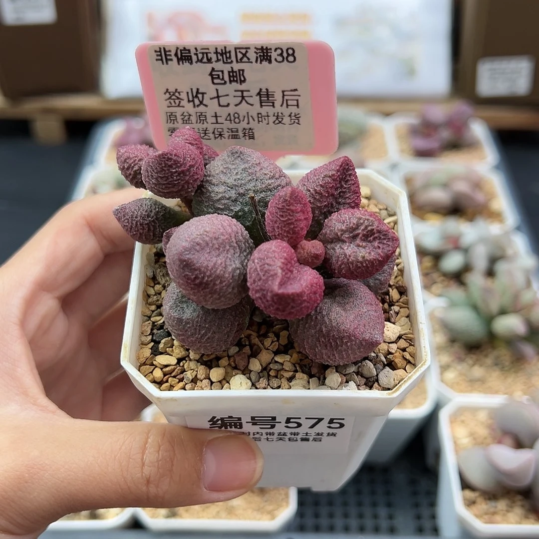 -**ฅ575水蜜桃多肉植物