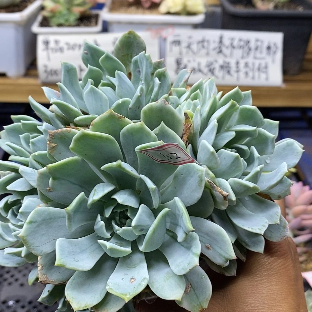 08102 安吉丽娜锦