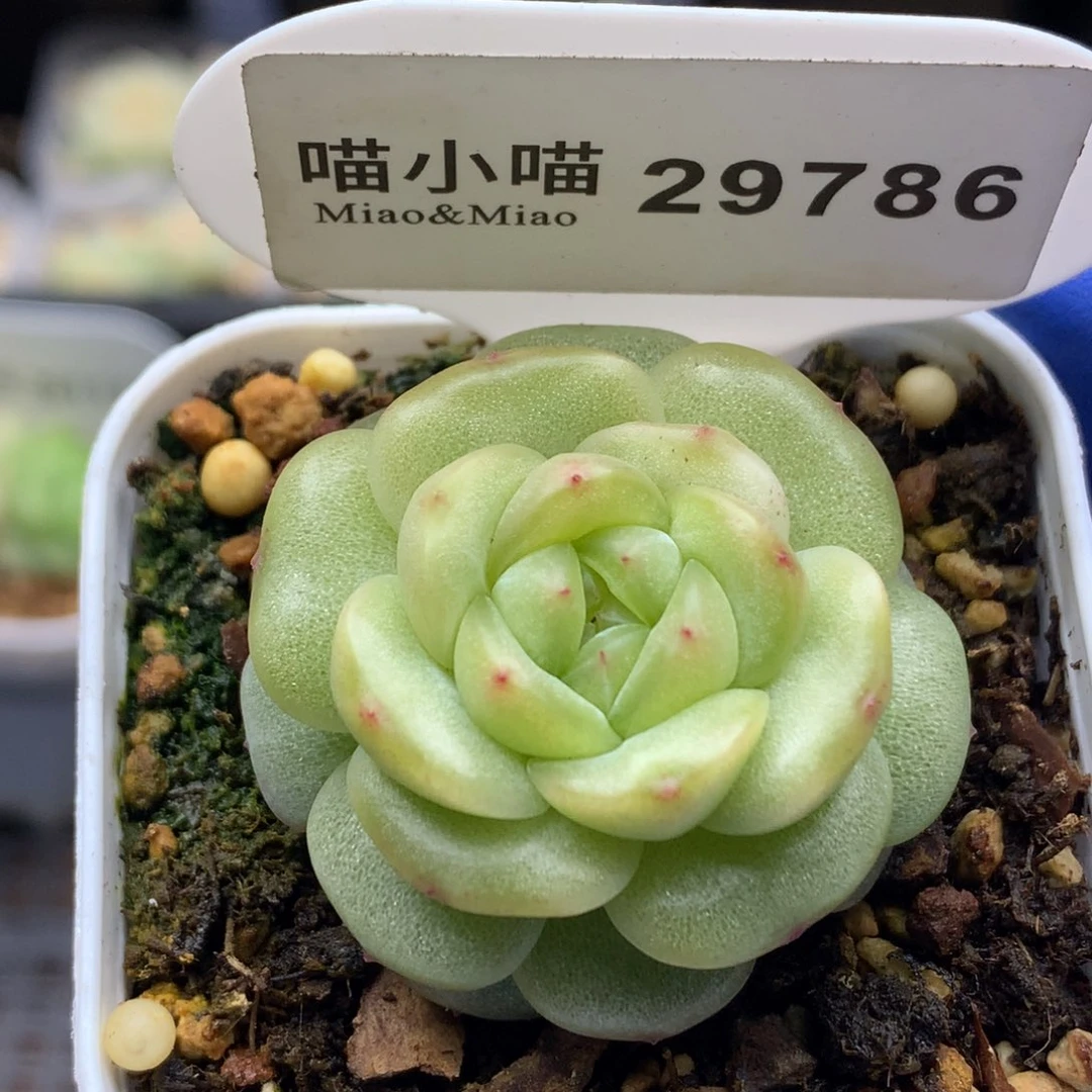 多肉植物杂交珍妮