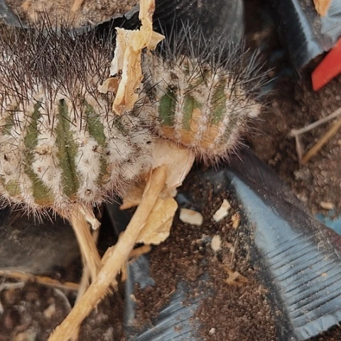 2618处理仙人球的