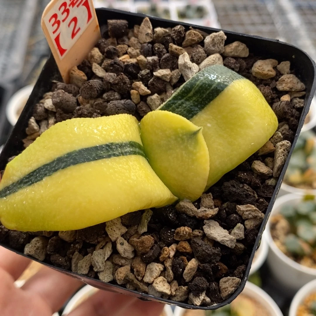 33-2湖斑军配卧牛寿锦