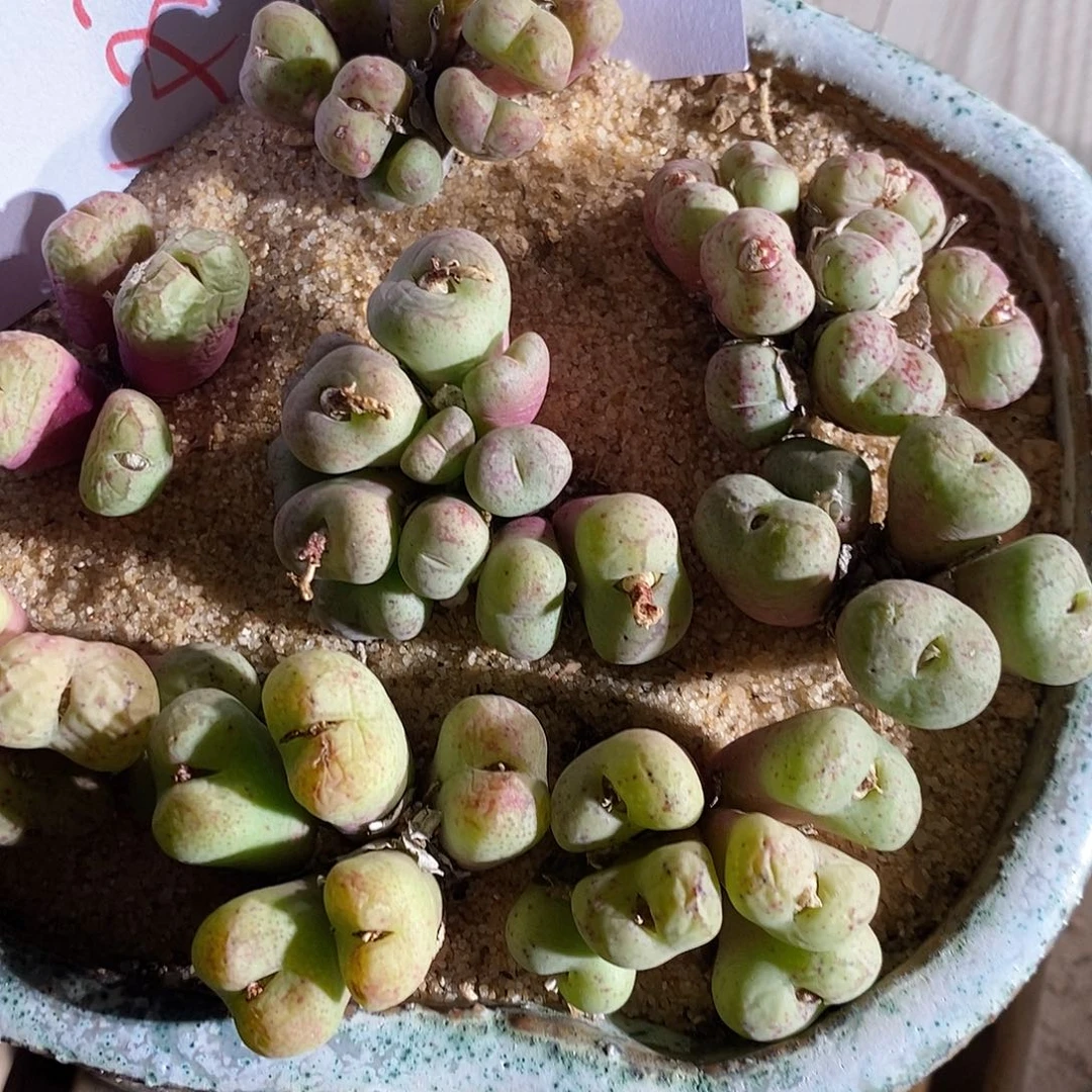 4379。  一颗猴群生。