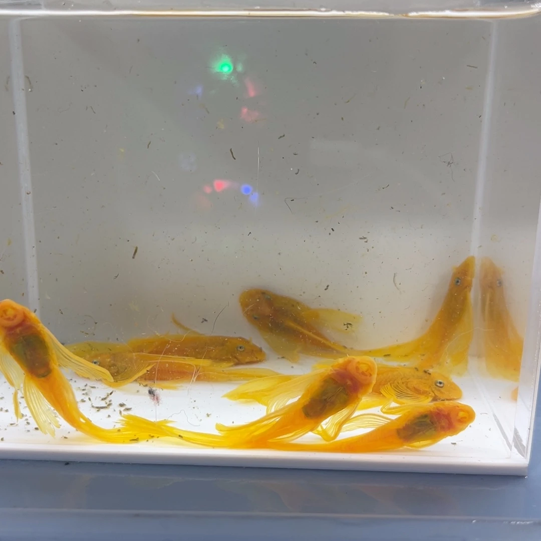 孔雀鱼8条大帆开箱视频报损