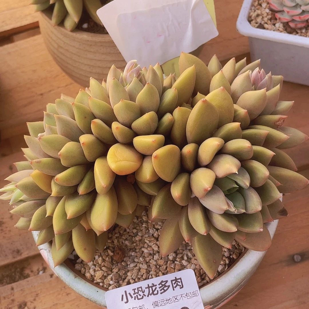 0330大象牙～怎么就没有