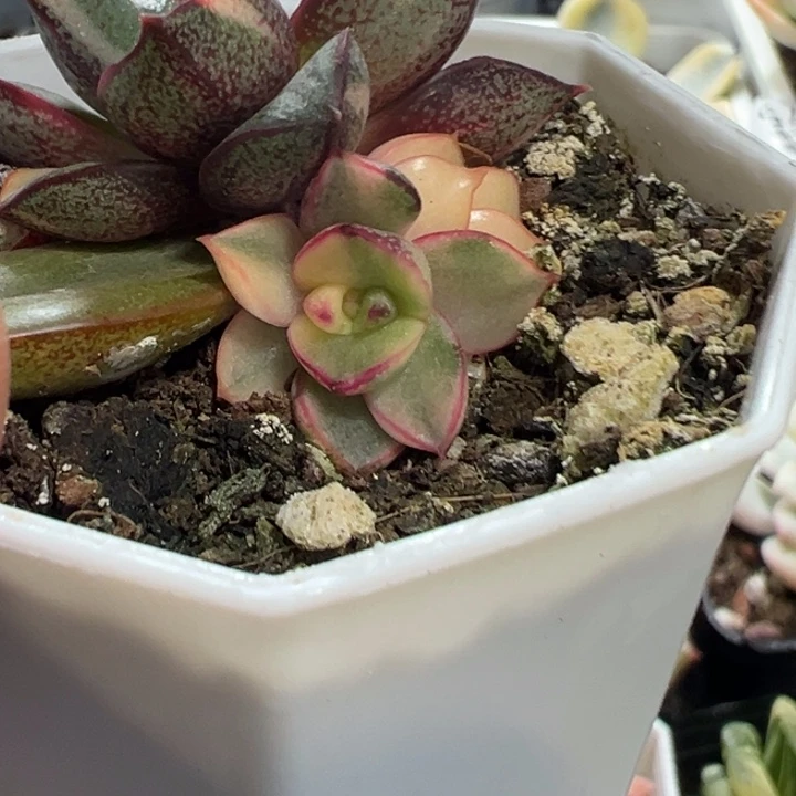 麒麟座锦多肉植物1246