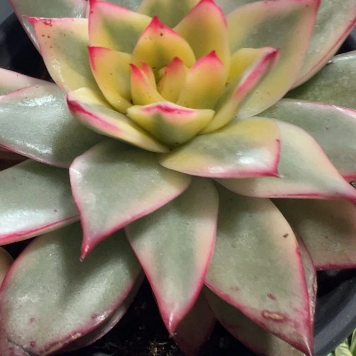 吉赛尔黄锦多肉植物1310