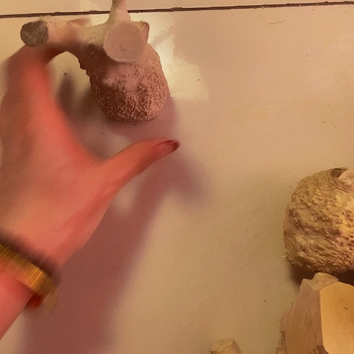 用***7黄杨木等多种木材