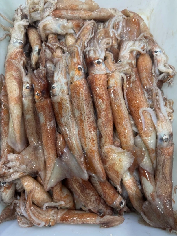 大连原浆小鱿鱼，无泡水泡药，煎炸炒铁板吃，顺丰包邮