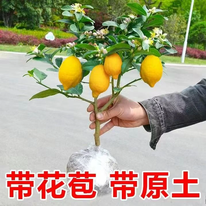 四季开花独干棒棒糖型绿植盆栽花卉植物好养易活四季常青