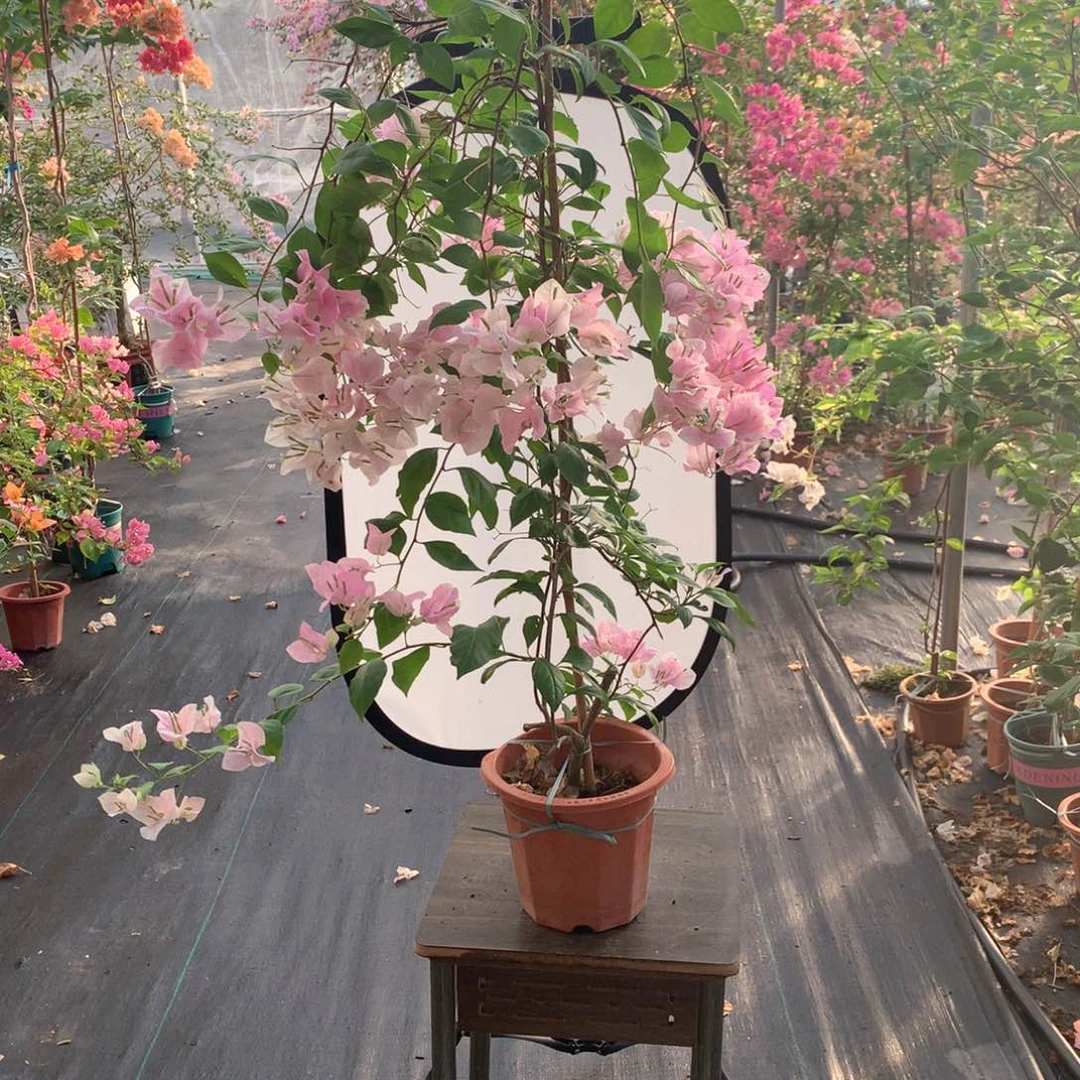 【闪购商品】完全开放广红樱