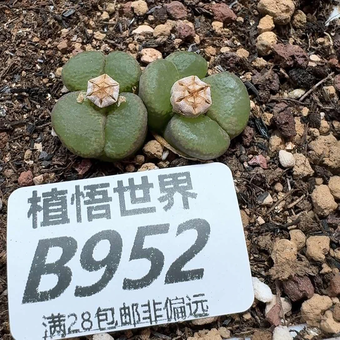 多肉植物的润泽额f g