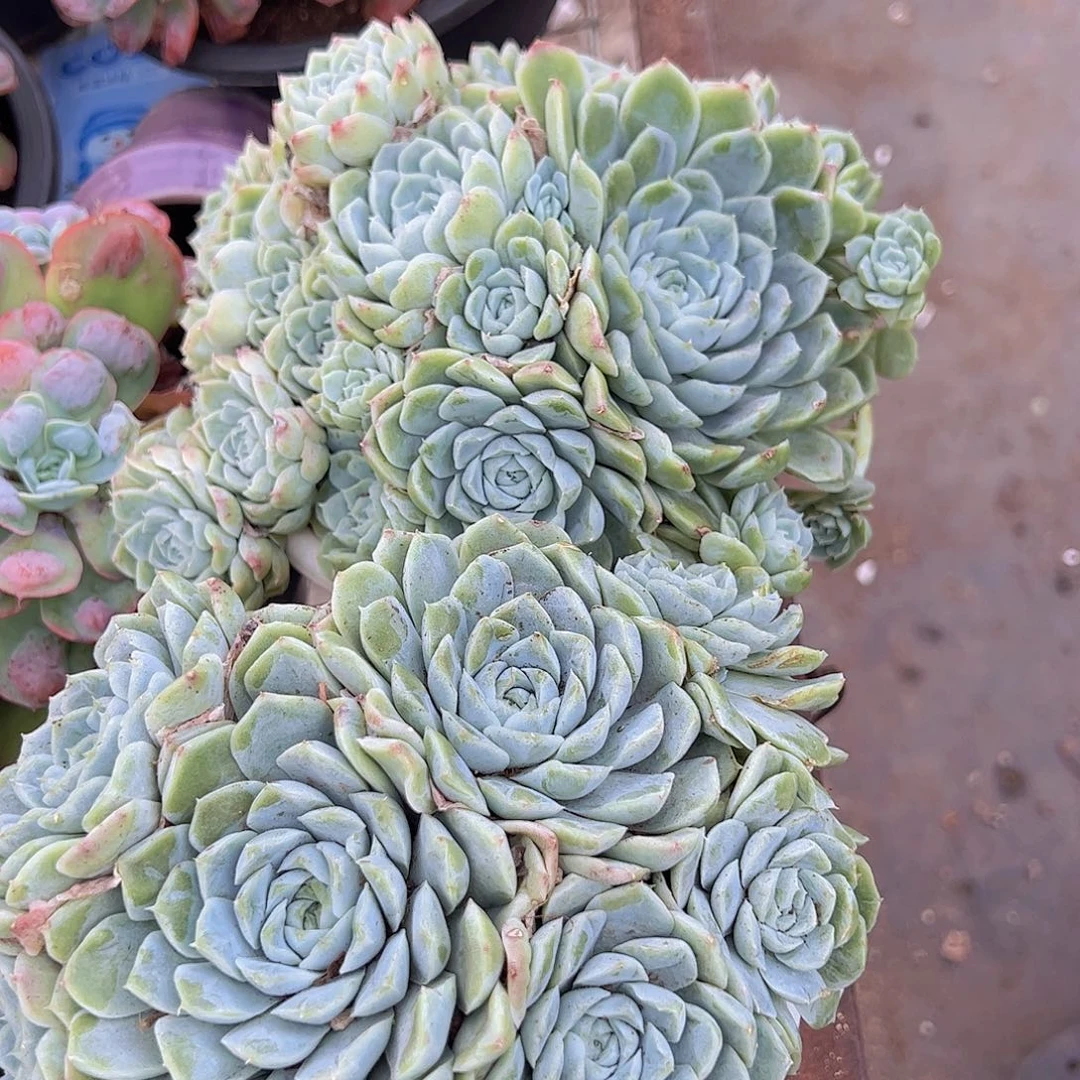 白月影多头大盆群生两盆
